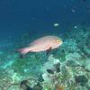 Picture taken during the dive