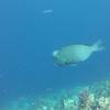 Picture taken during the dive