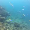 Picture taken during the dive