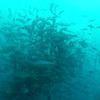 Picture taken during the dive