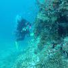 Picture taken during the dive