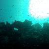 Picture taken during the dive