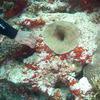 Picture taken during the dive
