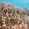 Picture taken during the dive