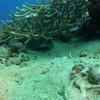 Picture taken during the dive