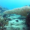 Picture taken during the dive