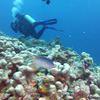 Picture taken during the dive