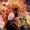 Picture taken during the dive