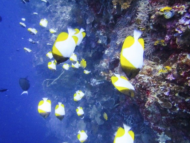 Froggies Divers - Dive Center in United States