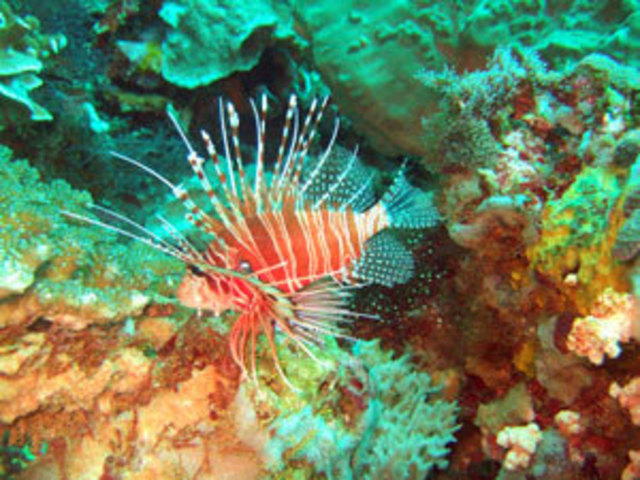 Lembongan Dive Center - Dive Center in Indonesia
