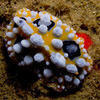 Picture taken during the dive