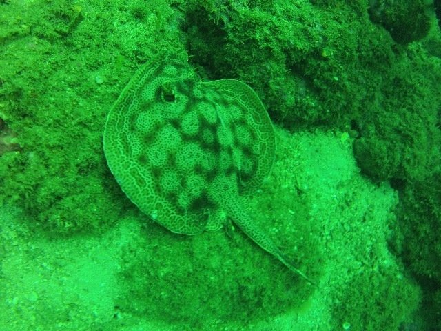 Summer-Salt Dive Center - Dive Center in Costa Rica