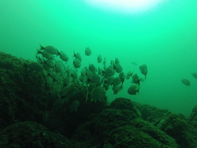 Summer-Salt Dive Center - Dive Center in Costa Rica