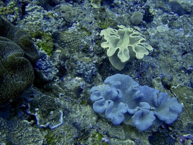 Triton Dive Charters And Lodge - Dive Center in South Africa