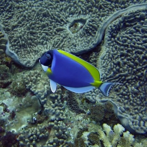 Triton Dive Charters And Lodge - Dive Center in South Africa