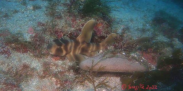 Diving in Japan, Izu Peninsula - By David C